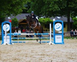 jumper Tassimo S Pet (German Sport Horse, 2010, from Tipsy's Pet xx)