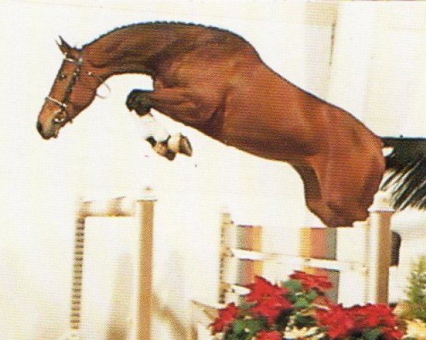 horse Landscrown (Oldenburg, 1988, from Landsdown)