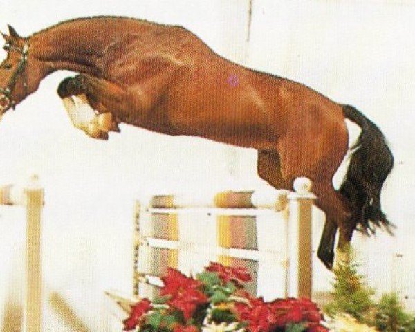horse Christstern (Oldenburg, 1989, from Corlando)
