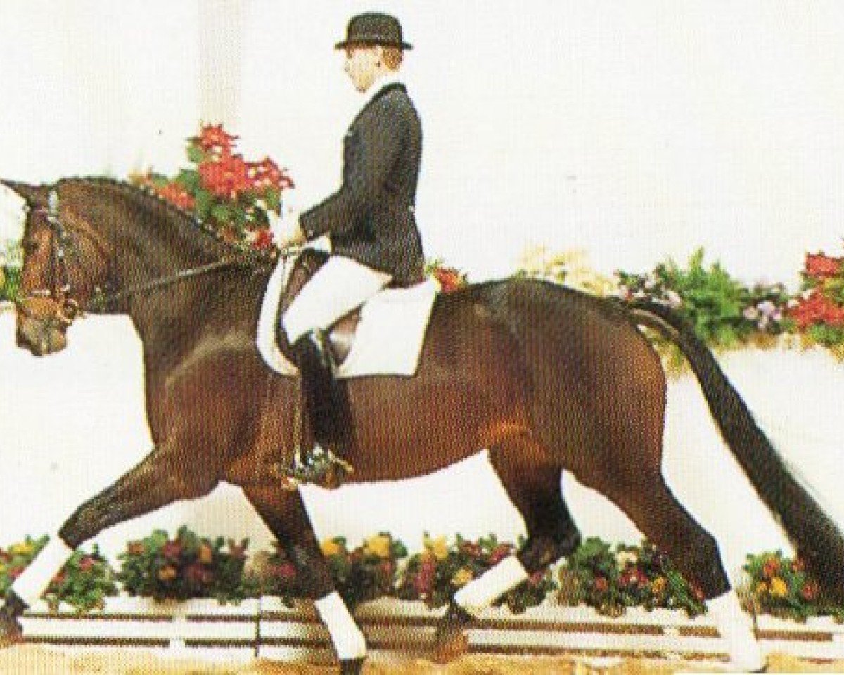 broodmare Kaiser Hymne (Hanoverian, 1988, from Karon)