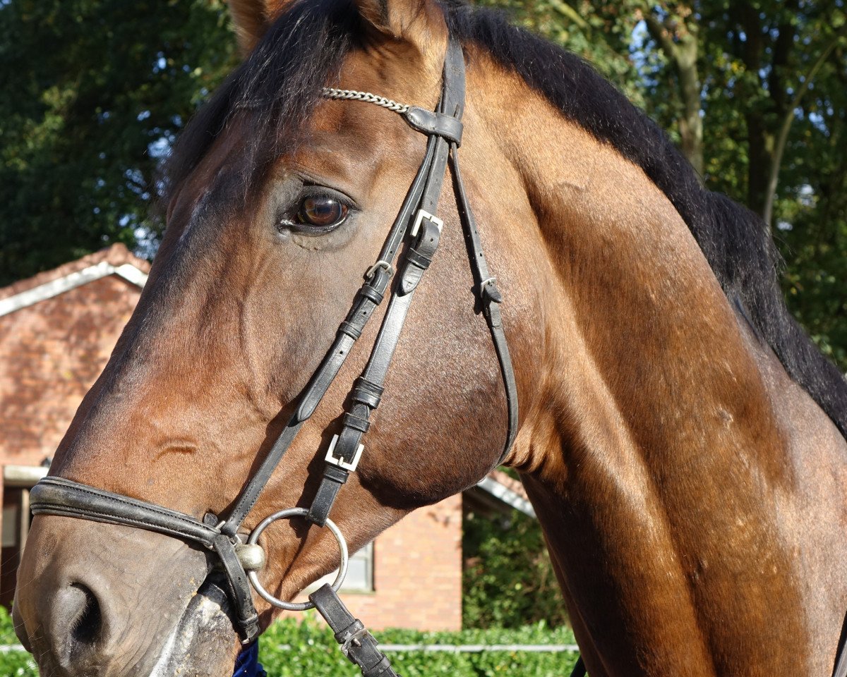 stallion Luxus G.D. (Westphalian, 2005, from Luxius)