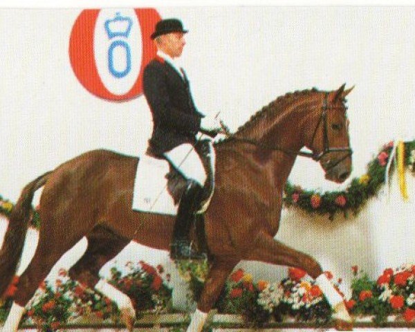 Dressurpferd Dornenvogel (Oldenburger, 1991, von Don Primero)
