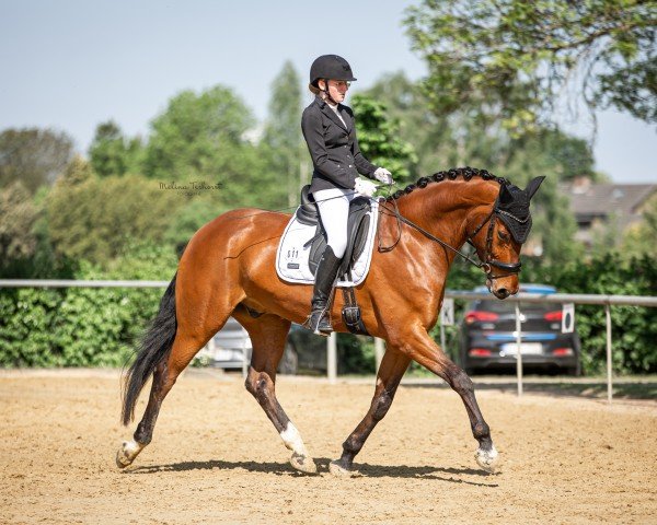 dressage horse Damsey's Jr. SBE (Oldenburg, 2019, from Damsey FRH)