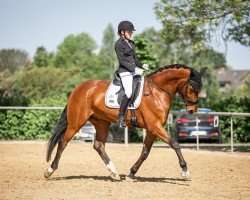 dressage horse Damsey's Jr. SBE (Oldenburg, 2019, from Damsey FRH)