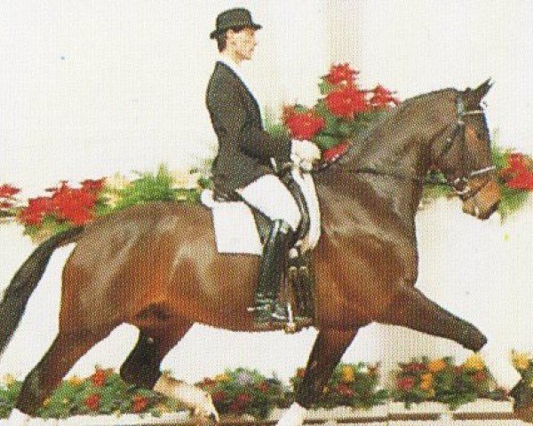 horse Fackeltanz (Oldenburg, 1988, from Fahnenträger xx)