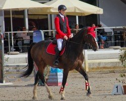 jumper Emilton de L'Abbaye (Selle Français, 2014, from Top Gun Semilly)