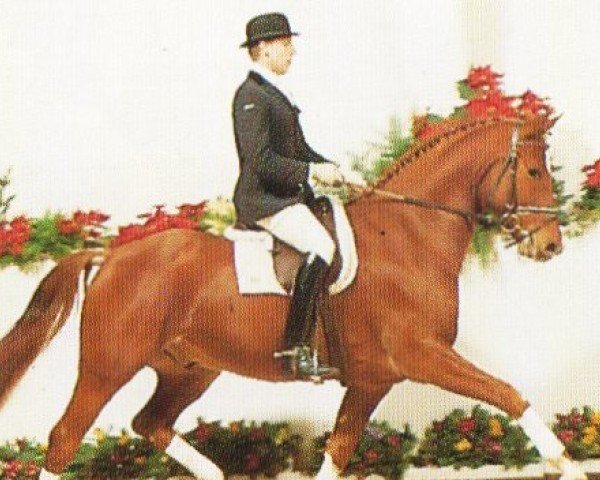 horse Friedensbote (Oldenburg, 1988, from Freiherr)