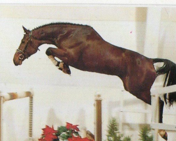 horse Charisma (Oldenburg, 1989, from Contender)