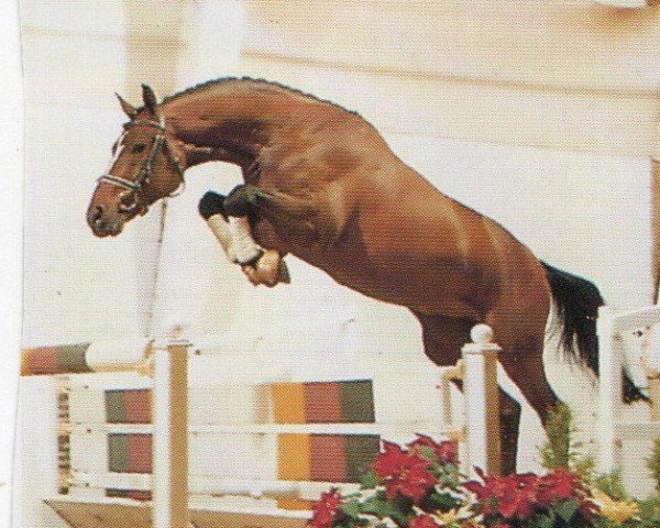 Pferd Guyonnet (Oldenburger, 1989, von Grannus)