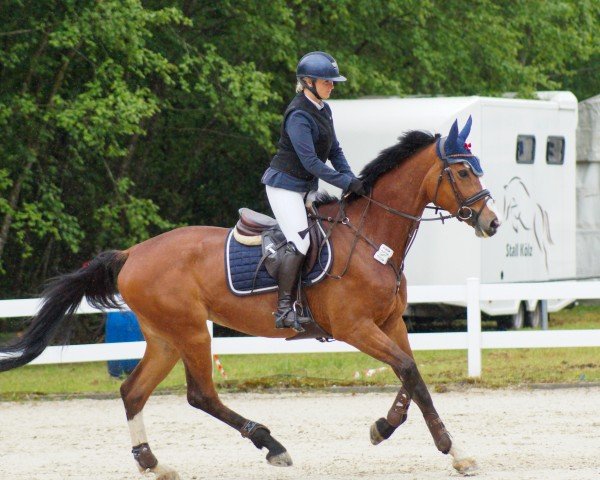 jumper Zontendra (German Sport Horse, 2018, from Zaccorado Blue)