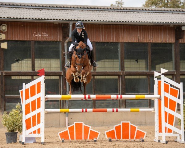 jumper Cascalina St (Hanoverian, 2017, from Cascadello)