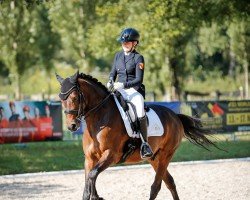 dressage horse Tackmann's Double Shot (German Riding Pony, 2017, from Dimensional)