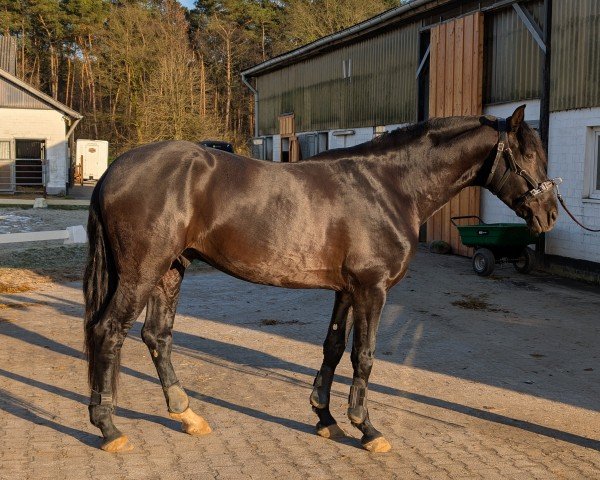 horse Mas Diamant (Pura Raza Espanola (PRE), 2020, from Luminoso PM II)