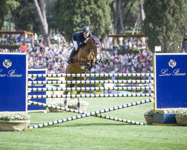 jumper Count on Me 19 (Westphalian, 2015, from Cascadello)