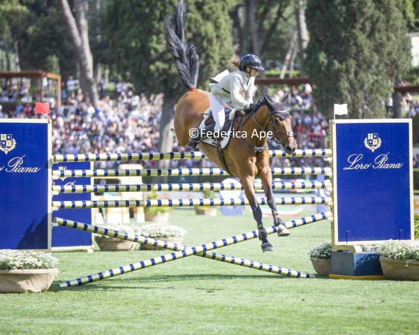 jumper Cachgon E (KWPN (Royal Dutch Sporthorse), 2011, from Cabachon)