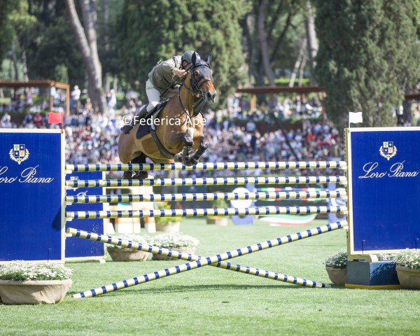jumper Next Twist van 't Ruytershof (Belgian Warmblood, 2013, from Gemini CL xx)