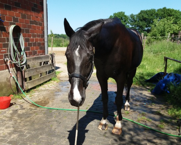 horse Pabaderro (Oldenburg, 1996, from Pilox)
