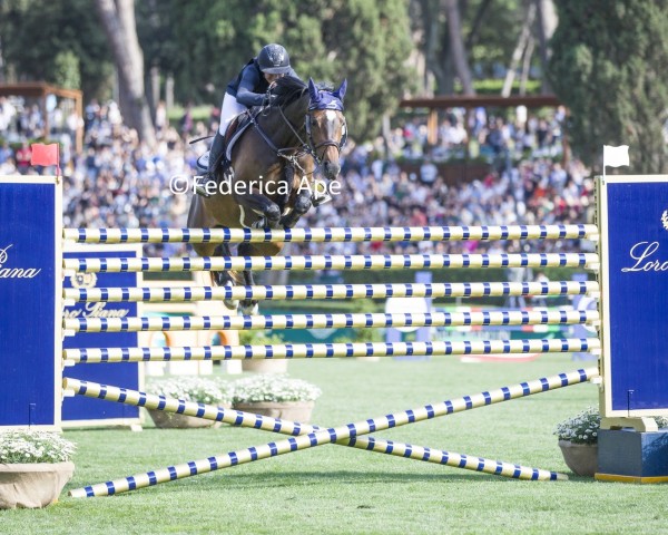 jumper Zarzuela OLD (Oldenburg show jumper, 2015, from Diarado)