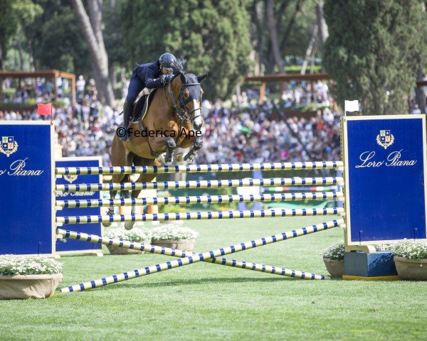 jumper Chanimo (Oldenburg show jumper, 2009, from Chacco-Blue)