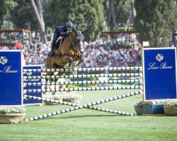 jumper Chanimo (Oldenburg show jumper, 2009, from Chacco-Blue)