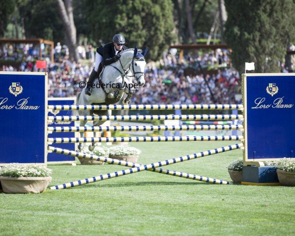 jumper Lena VDL (KWPN (Royal Dutch Sporthorse), 2016, from Carrera VDL)