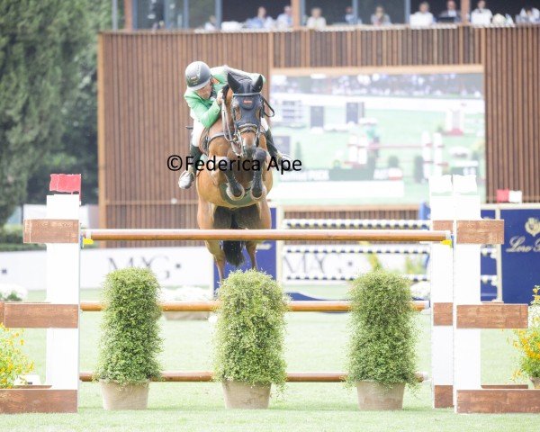 jumper Equitron Ornaat V (Belgian Warmblood, 2014, from Ut Majeur de Brecey)
