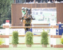 Springpferd Equitron Ornaat V (Belgisches Warmblut, 2014, von Ut Majeur de Brecey)