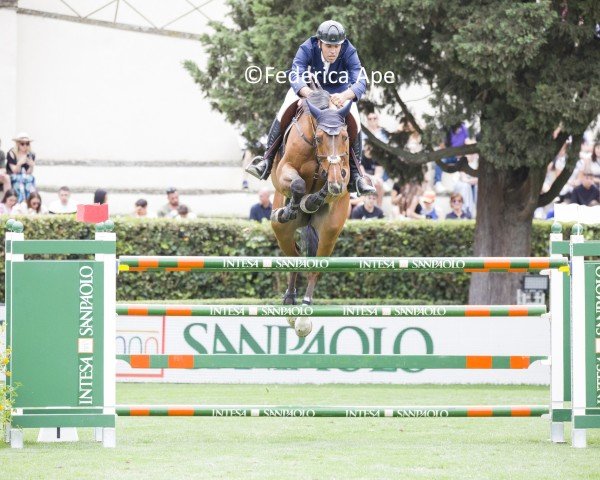 jumper Asjemenou Sr Z (Zangersheide riding horse, 2015, from Andiamo)