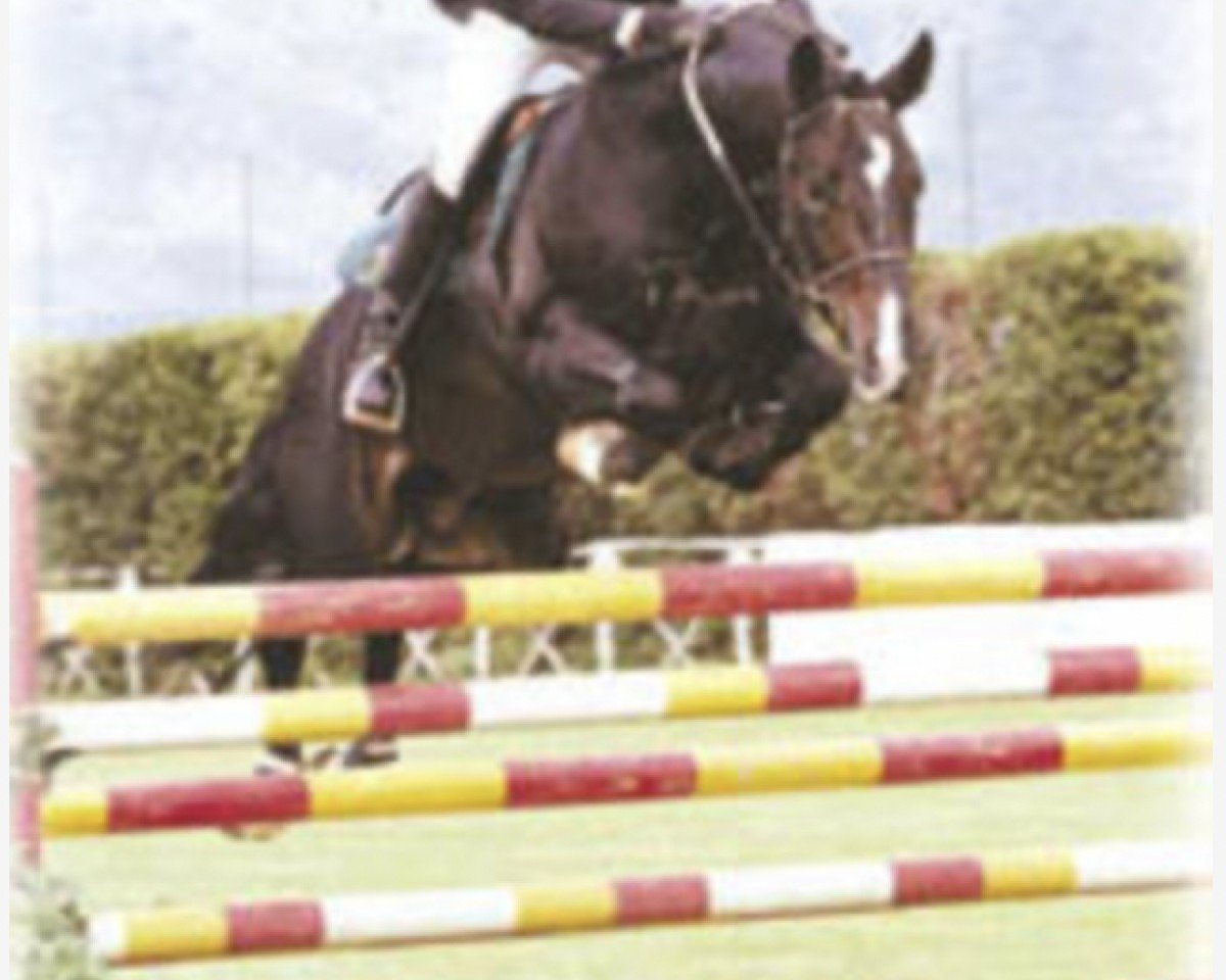 Deckhengst Wadi Kid M (Hannoveraner, 1996, von Wanderkönig)