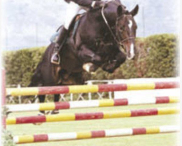 stallion Wadi Kid M (Hanoverian, 1996, from Wanderkönig)