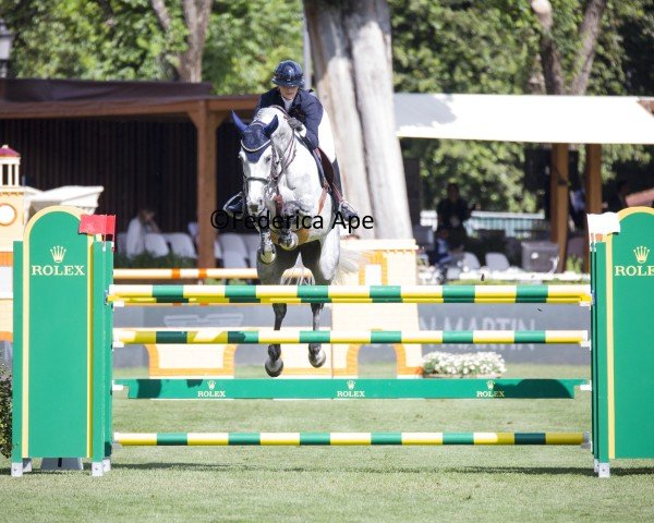 Springpferd Eleven (Portugiesisches Sportpferd, 2015, von Coltaire Z)