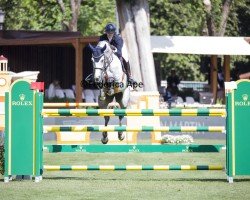 jumper Eleven (Portuguese Sporthorse, 2015, from Coltaire Z)
