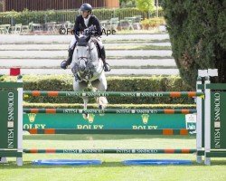 Springpferd Primo Dv (Belgisches Warmblut, 2015, von Vigo d'Arsouilles)