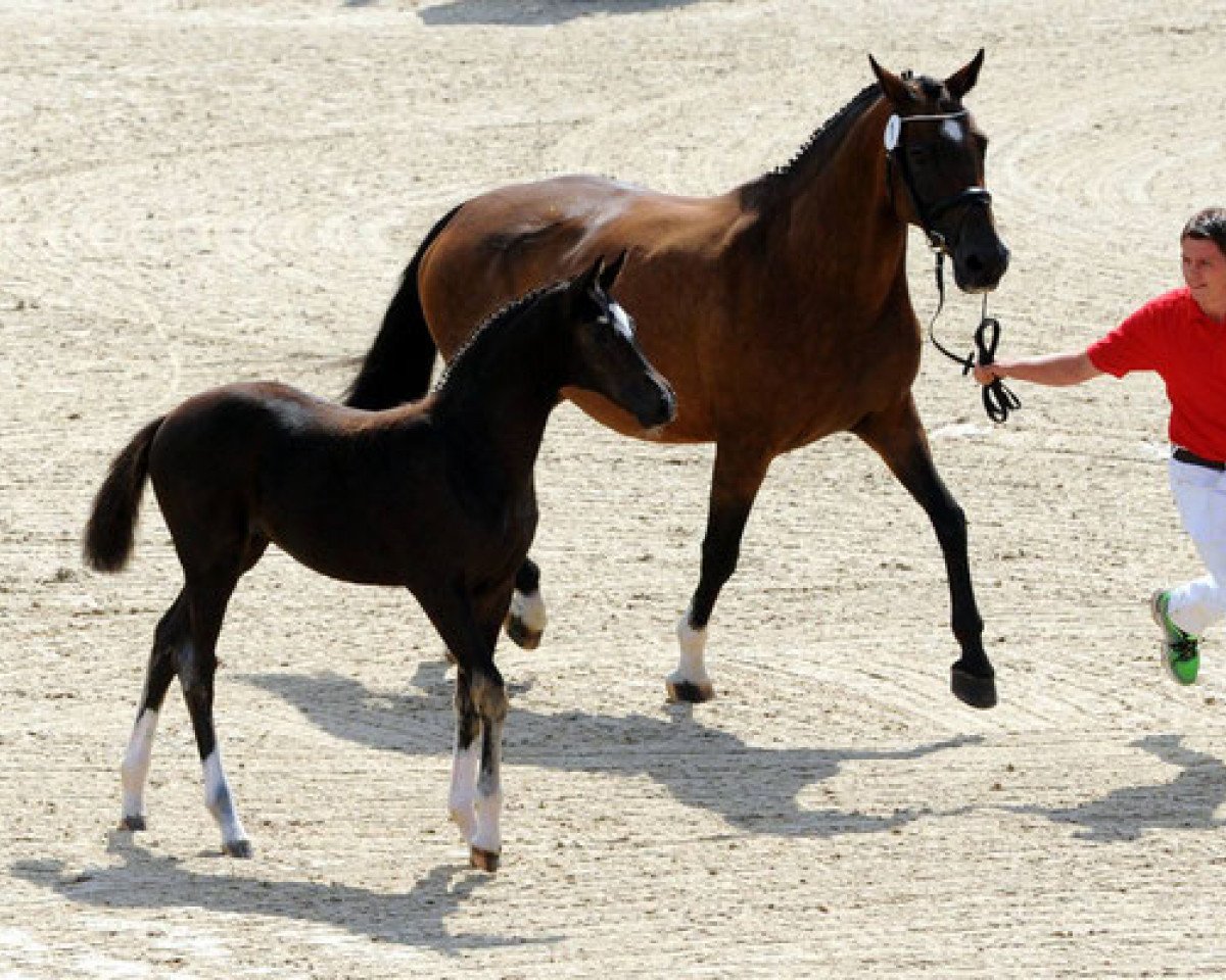 broodmare Charlotte (Holsteiner, 2003, from Cassini I)