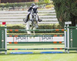 jumper Bayardo (Sella Italiano, 2016, from Baedeker)