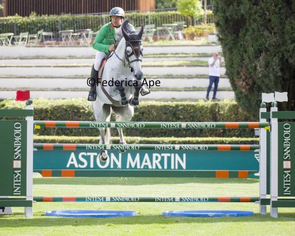 jumper Kleons Can Fly (Oldenburg show jumper, 2014, from Cassini II)
