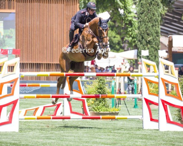 jumper Julius.d (KWPN (Royal Dutch Sporthorse), 2014, from Arezzo VDL)