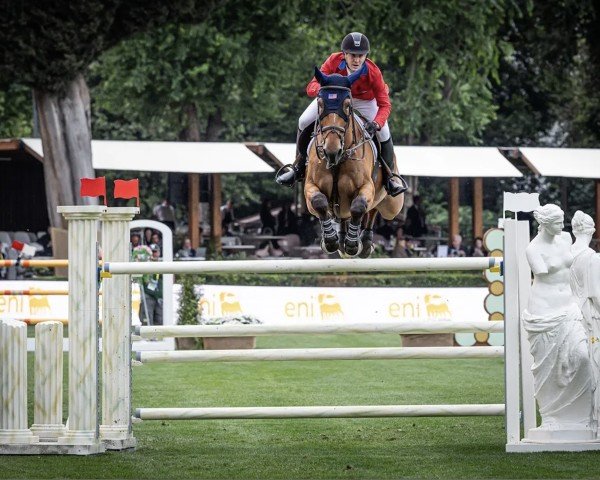 jumper High Star Hero (Belgium Sporthorse, 2013, from Zazu)