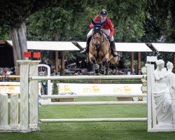 jumper High Star Hero (Belgium Sporthorse, 2013, from Zazu)