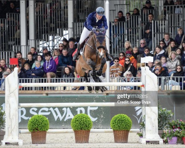stallion Calisco de Terlong (Selle Français, 2012, from Mylord Carthago)