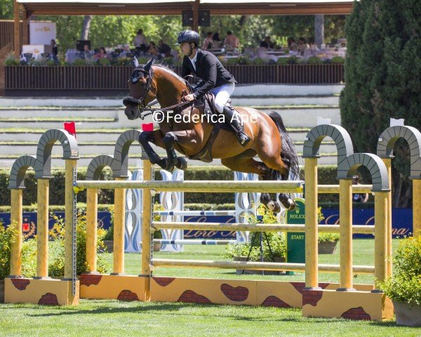jumper Orleans van de Kruishoeve (Belgian Warmblood, 2014, from Fantomas de Muze)