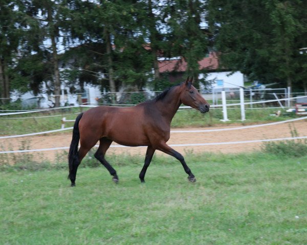 dressage horse Kaskander (Trakehner, 2010, from Iskander)