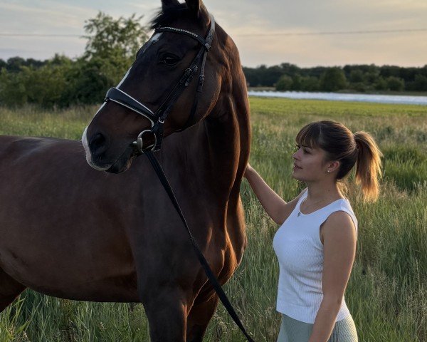 Dressurpferd Chanel Sijgje (KWPN (Niederländisches Warmblut), 2007, von Sandro Hit)