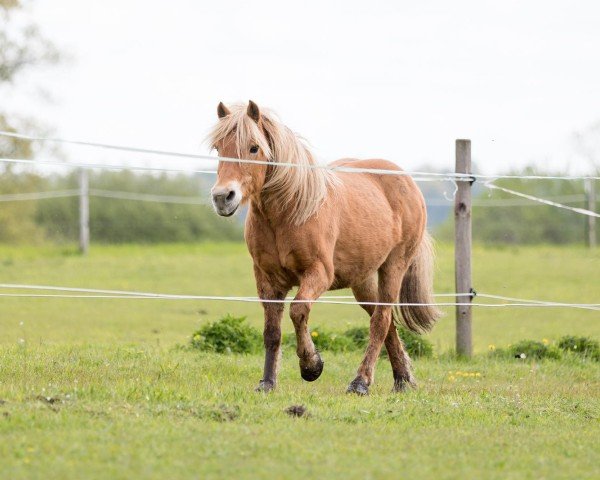 dressage horse Albert (Haflinger, 1997, from Albatros)