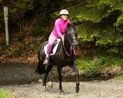 dressage horse Lilly Fee 27 (Pony without race description, 2009)