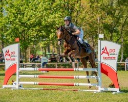 jumper Zimba van de Ijsseldijk (KWPN (Royal Dutch Sporthorse), 2021)