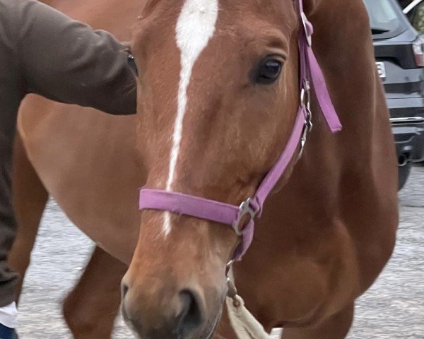 jumper Green wich (German Sport Horse, 2019)