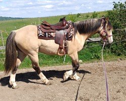 horse Titan (Criollo, 2019)