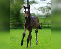 Springpferd Olivia R (Holsteiner, 2021, von Opium Jw van de Moerhoeve Tn)