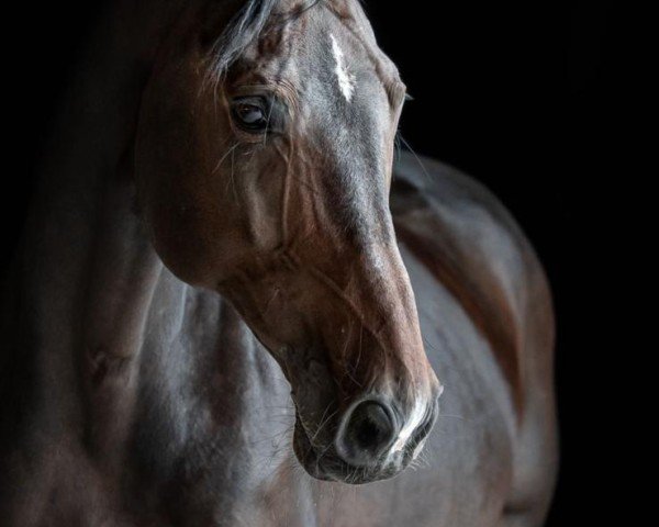 jumper Chardonnay 83 (Hanoverian, 2009, from Chacco-Blue)